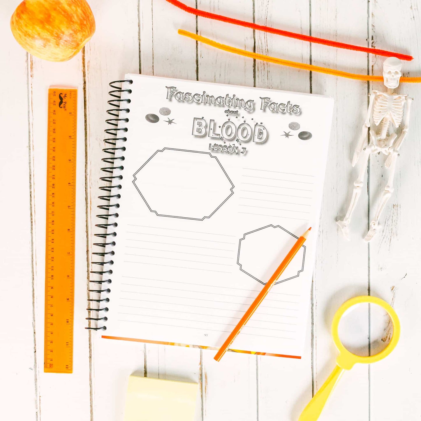 Young Explorer Series - Exploring Creation with Human Anatomy & Physiology