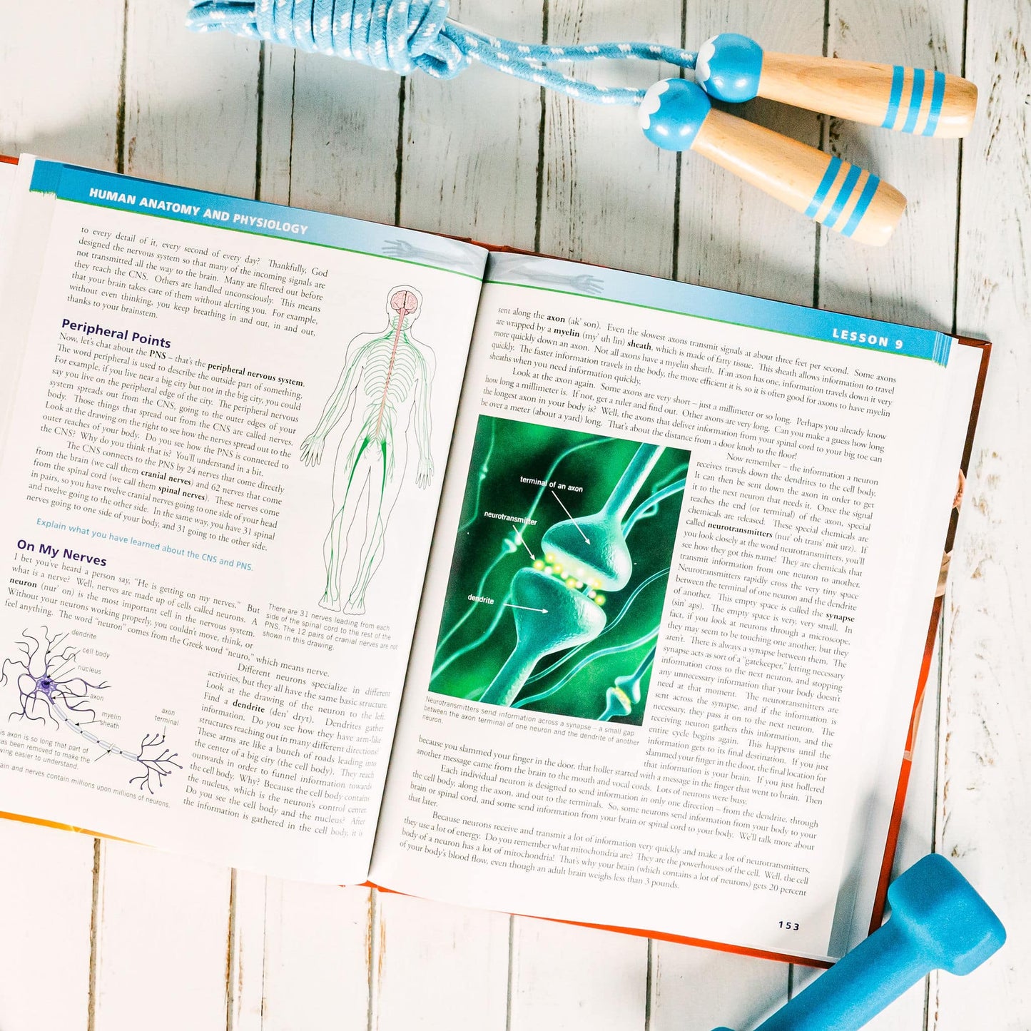 Young Explorer Series - Exploring Creation with Human Anatomy & Physiology