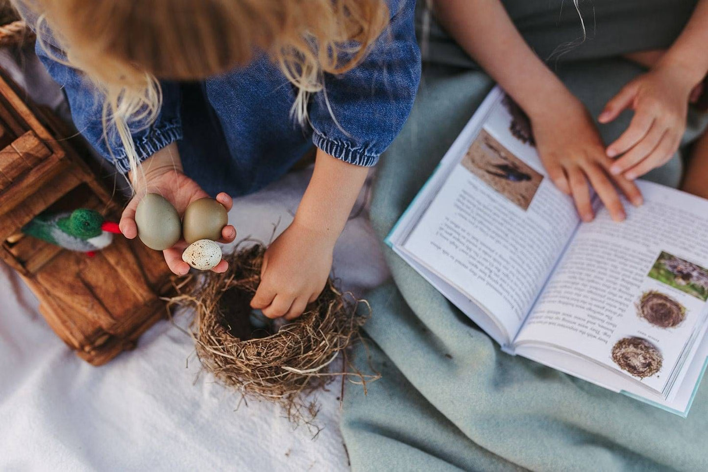 The Zealand Bird Book